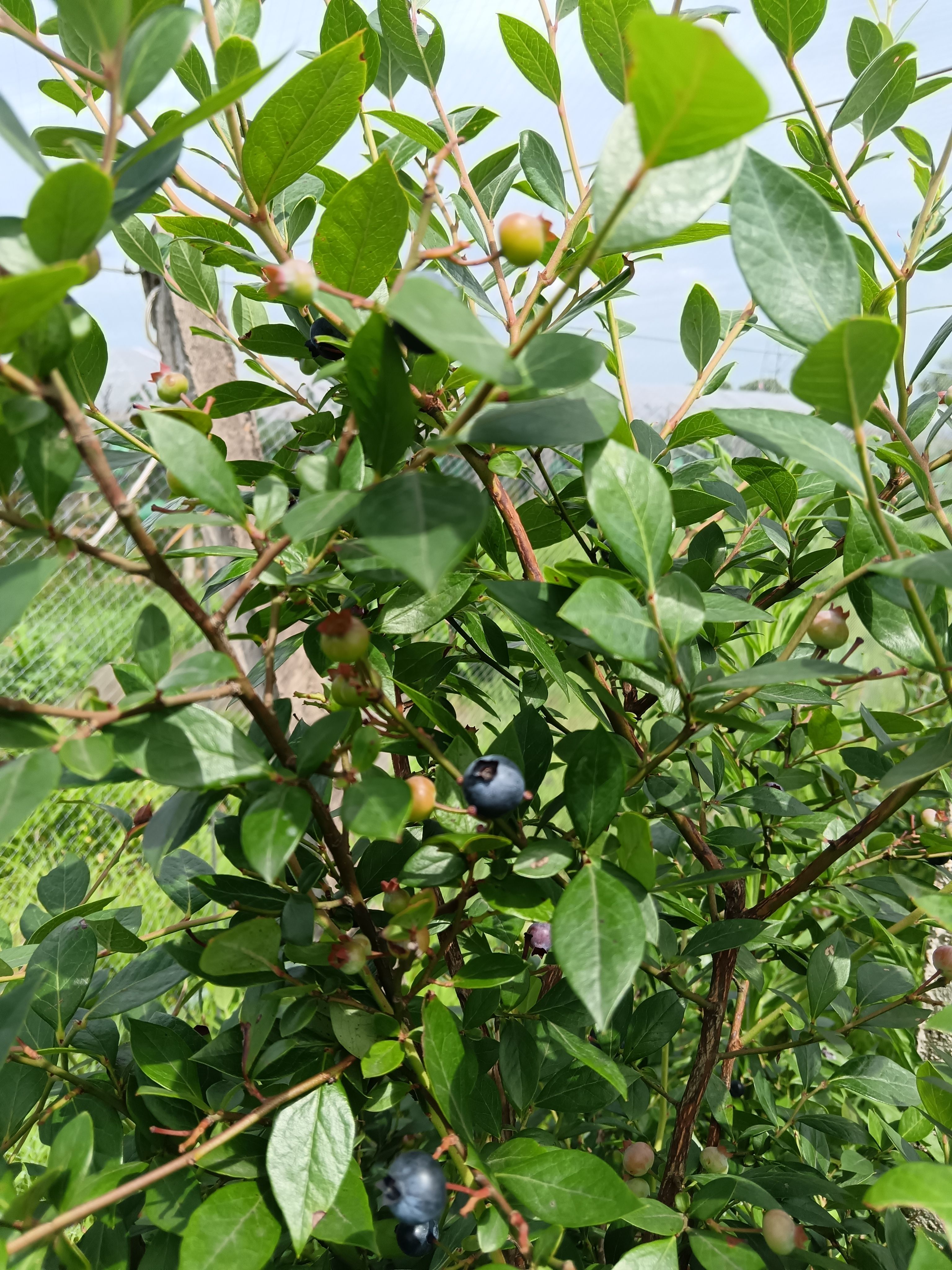 精品蓝莓