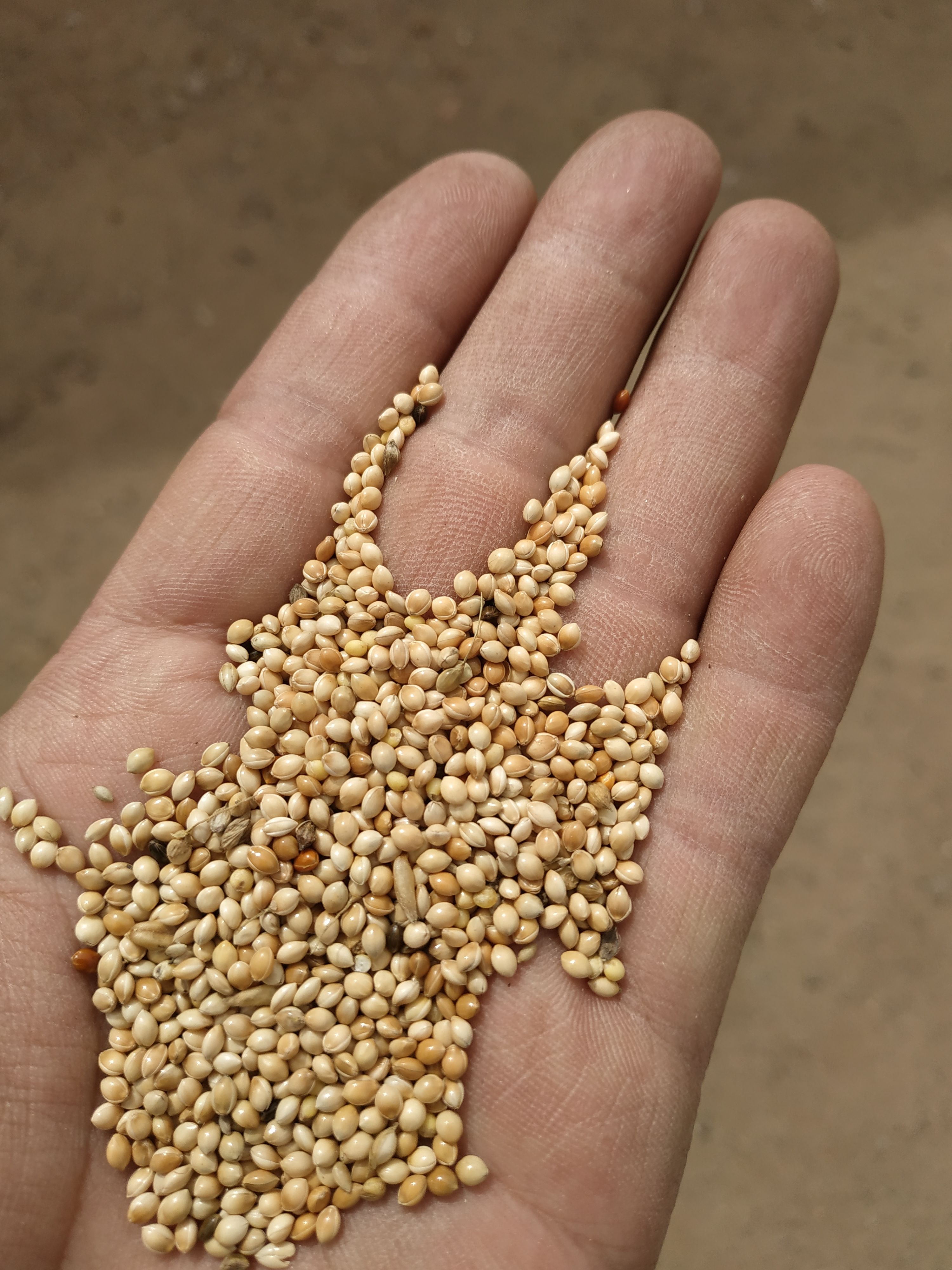 各色黍子有货，需要联糸