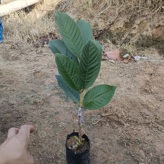 漳州帝王芭乐苗
