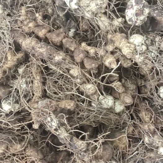 桂阳县纯姜型黄精