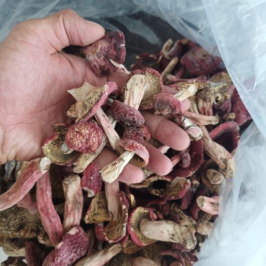 瑞丽市红菇