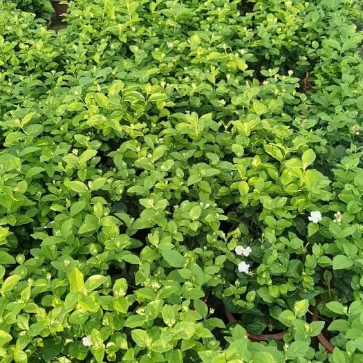 博罗县茉莉花