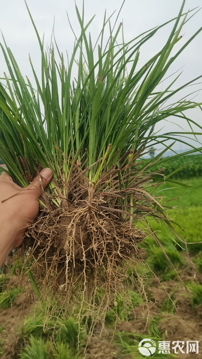 全绿中叶麦冬草基地直发一手货源