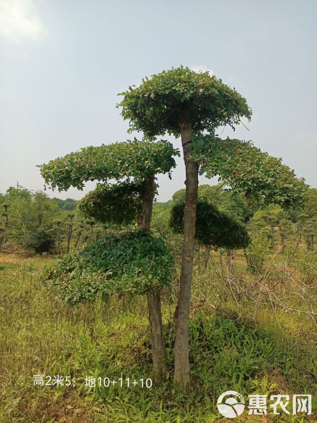 18-30公分造型对节白蜡，高3米