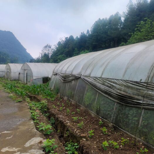 毕节美人指葡萄树