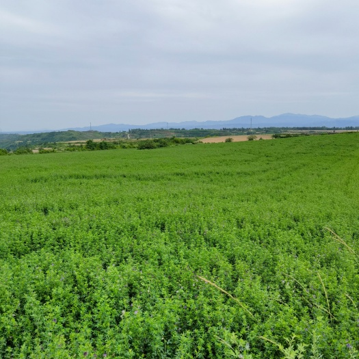 宜阳县苜蓿草河南洛阳地区，青储，干草都可以联系