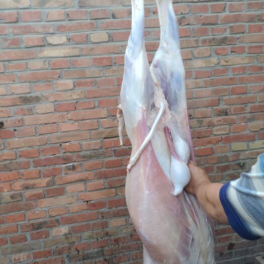 容城县新鲜羊肉，羊排，羊腿，羊酮体