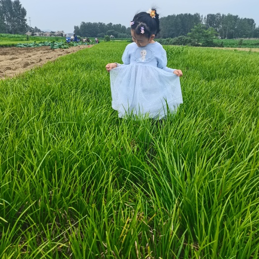 襄樊全绿中叶麦冬草基地直发一手货源