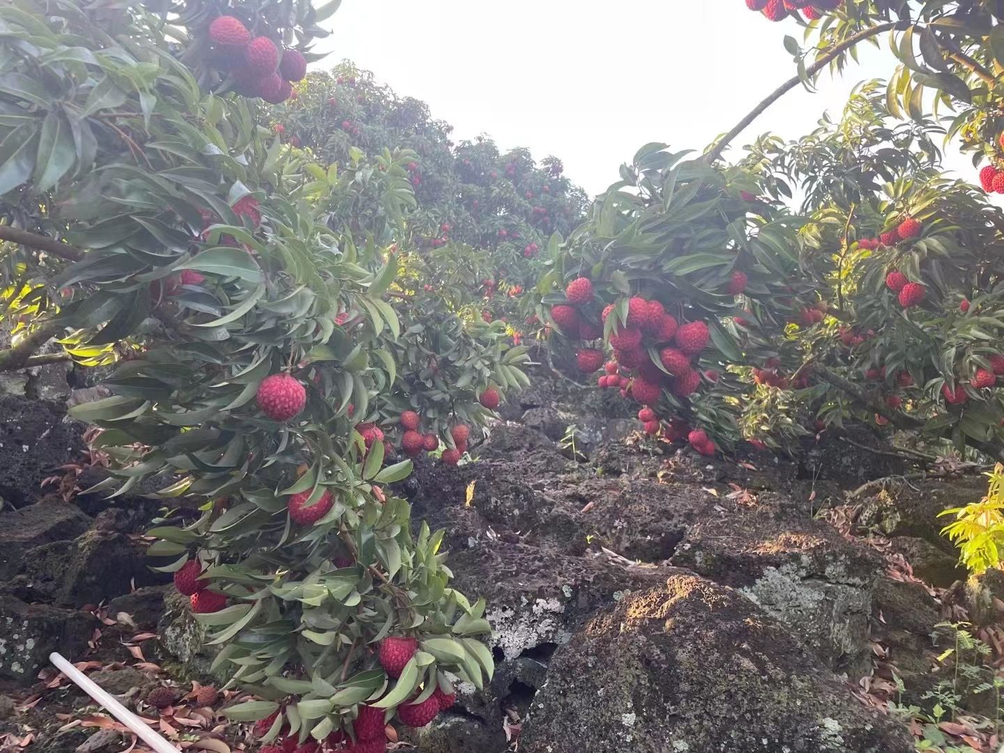 火山岩培育荔枝王，永兴可实地看货。非澄迈，万宁杂货