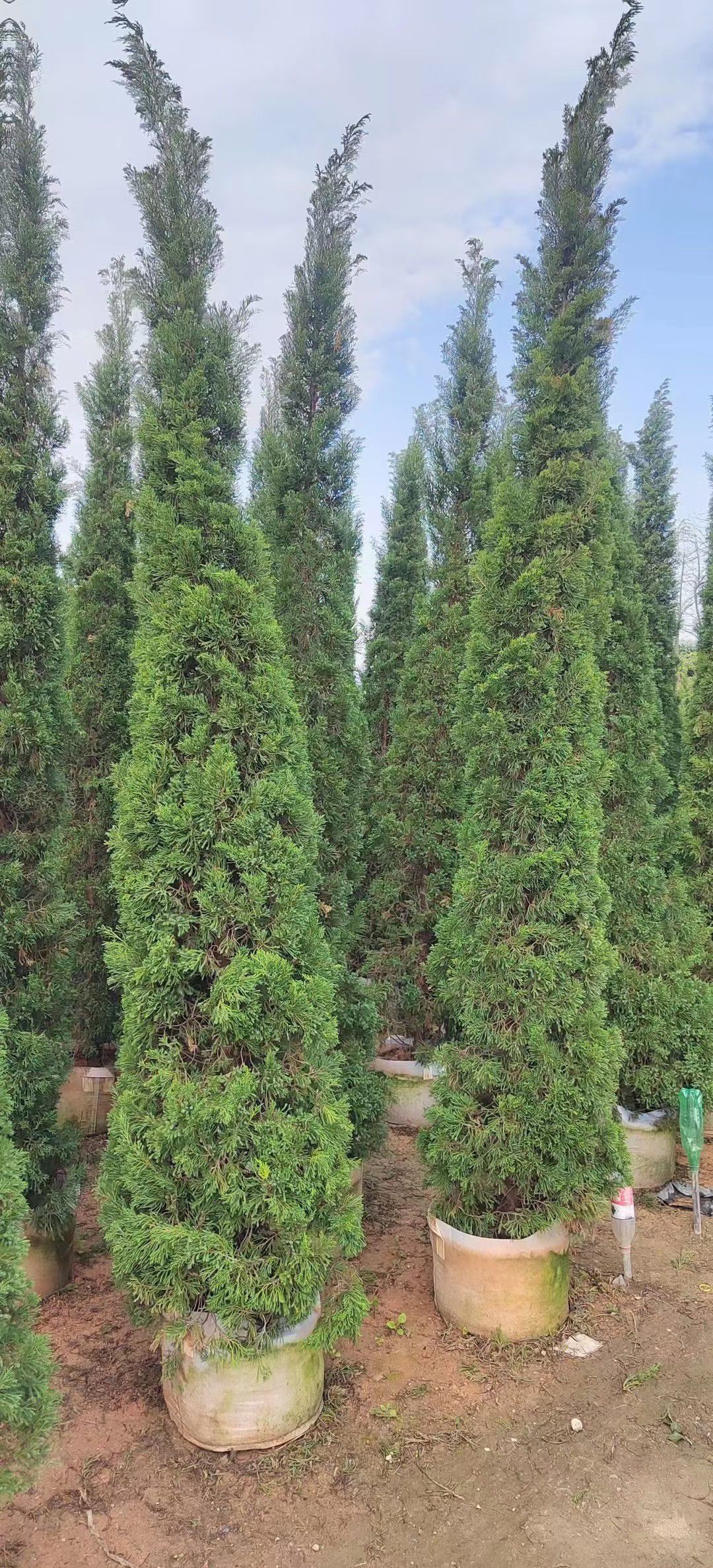 普宁市1/3米高塔柏