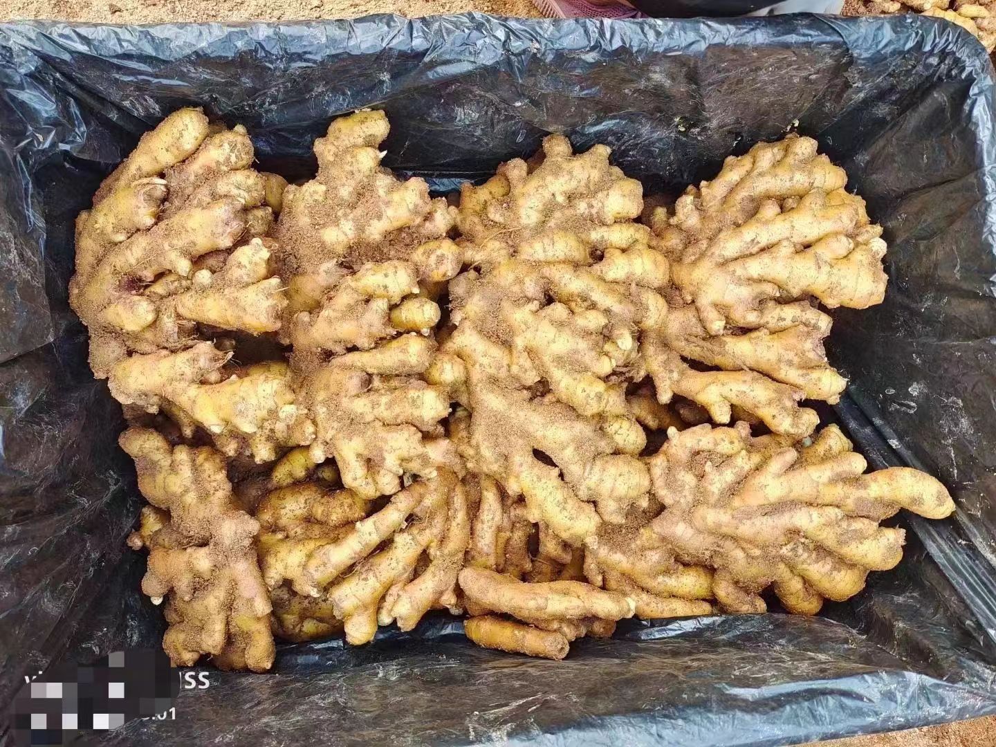 山东生姜大黄姜，小黄姜，鲜姜产地批发一手货源大量现货