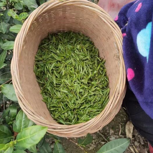 平利县高山绿茶   今年新茶   安康富硒茶生态茶山茶农自销