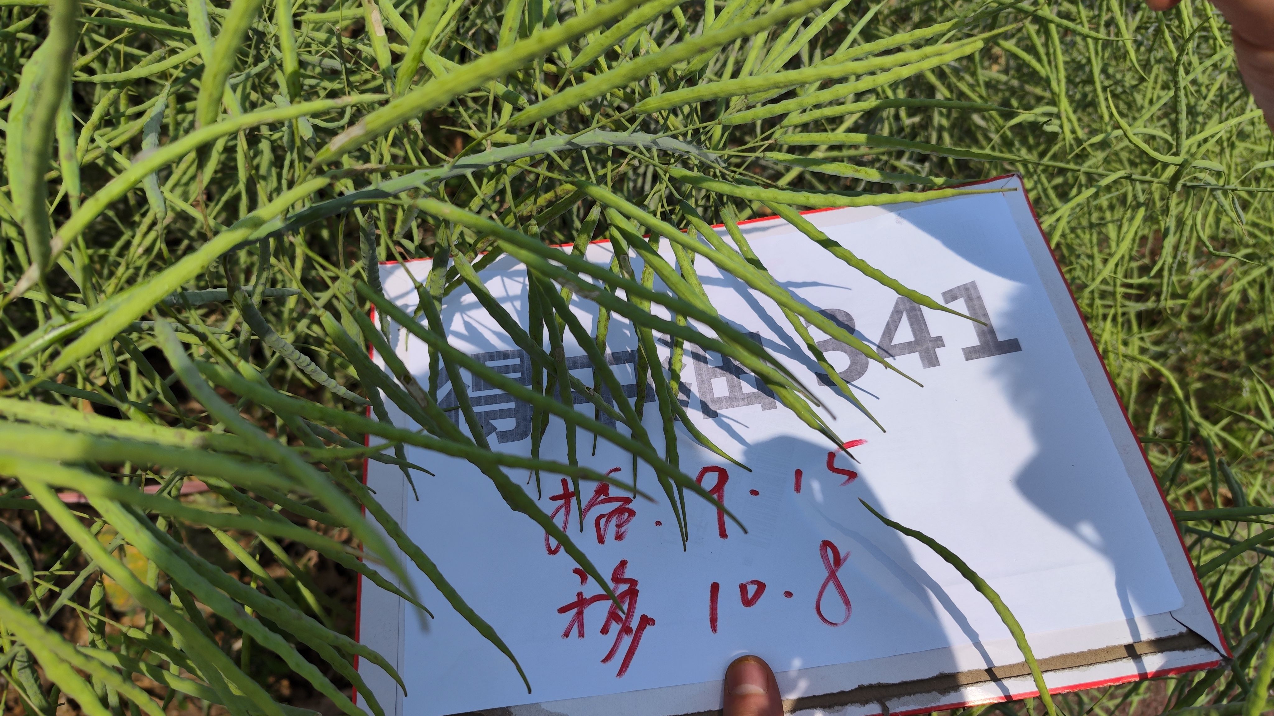 七禾杂交德系油菜种子得中油341/高抗病高出油率产量高