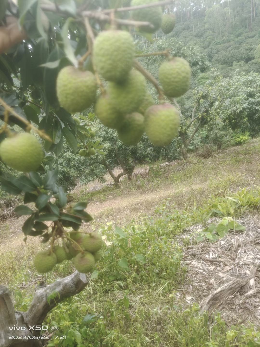 一骑红尘妃子笑，无人知是荔枝来。