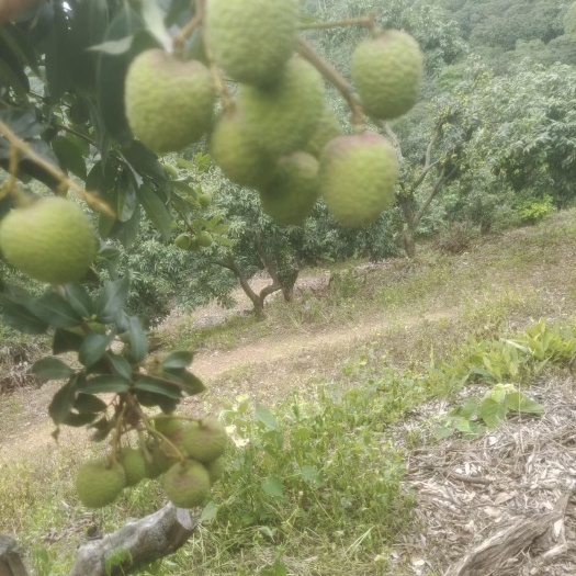 东莞市一骑红尘妃子笑，无人知是荔枝来。