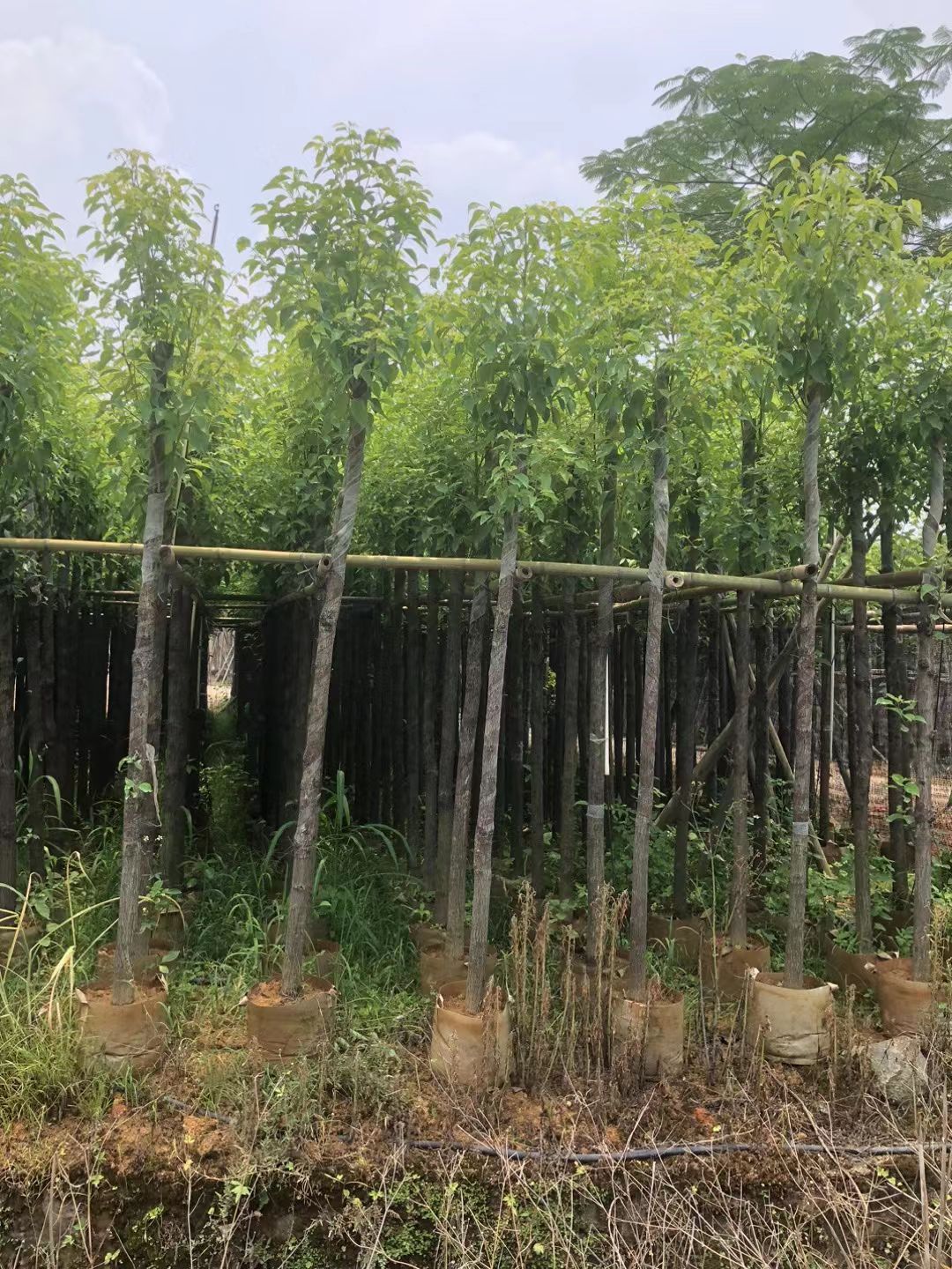 小叶樟  香樟