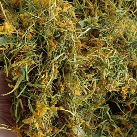 梧州金银花   五彩金银花