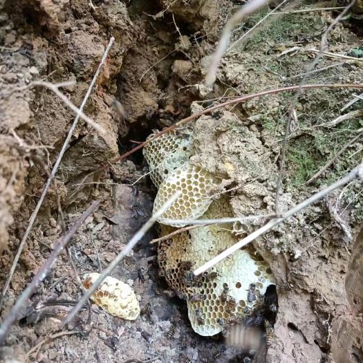 巴马县巴马深山老林土蜂蜜纯野生