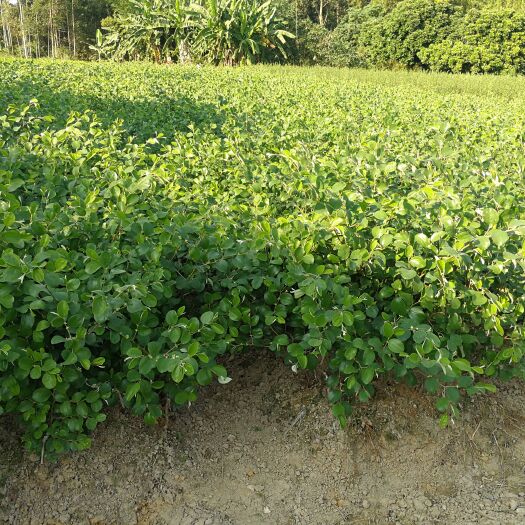灵山县蜜丝枣树苗简介图片种植技术  大青枣苗