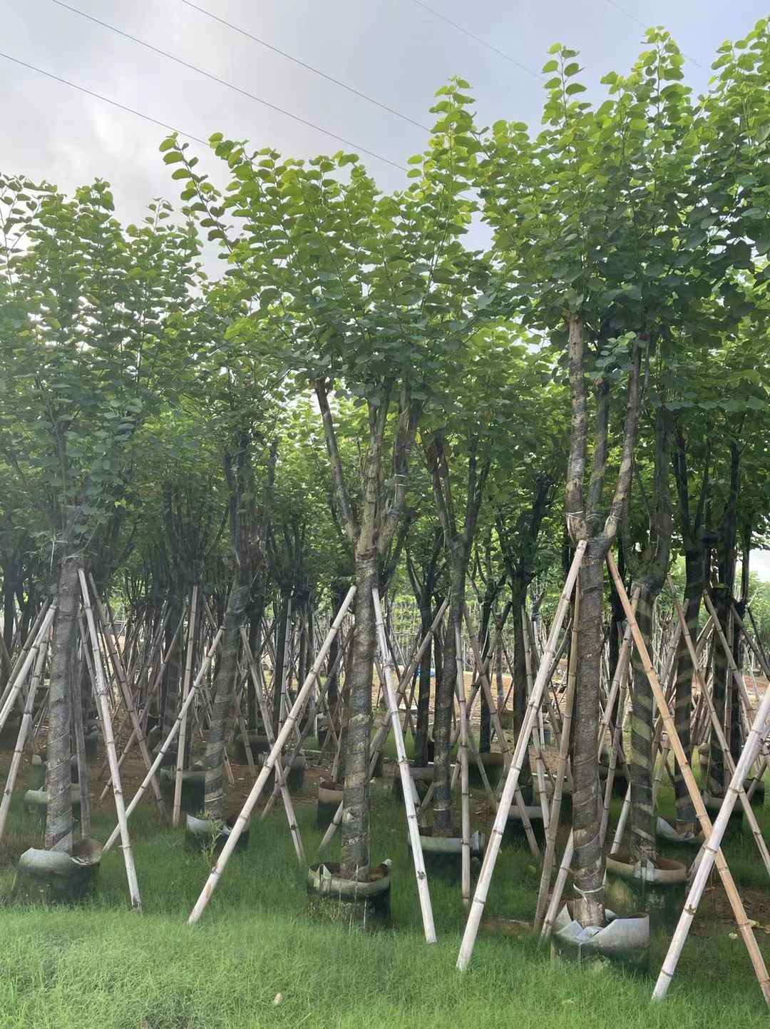 宫粉紫荆