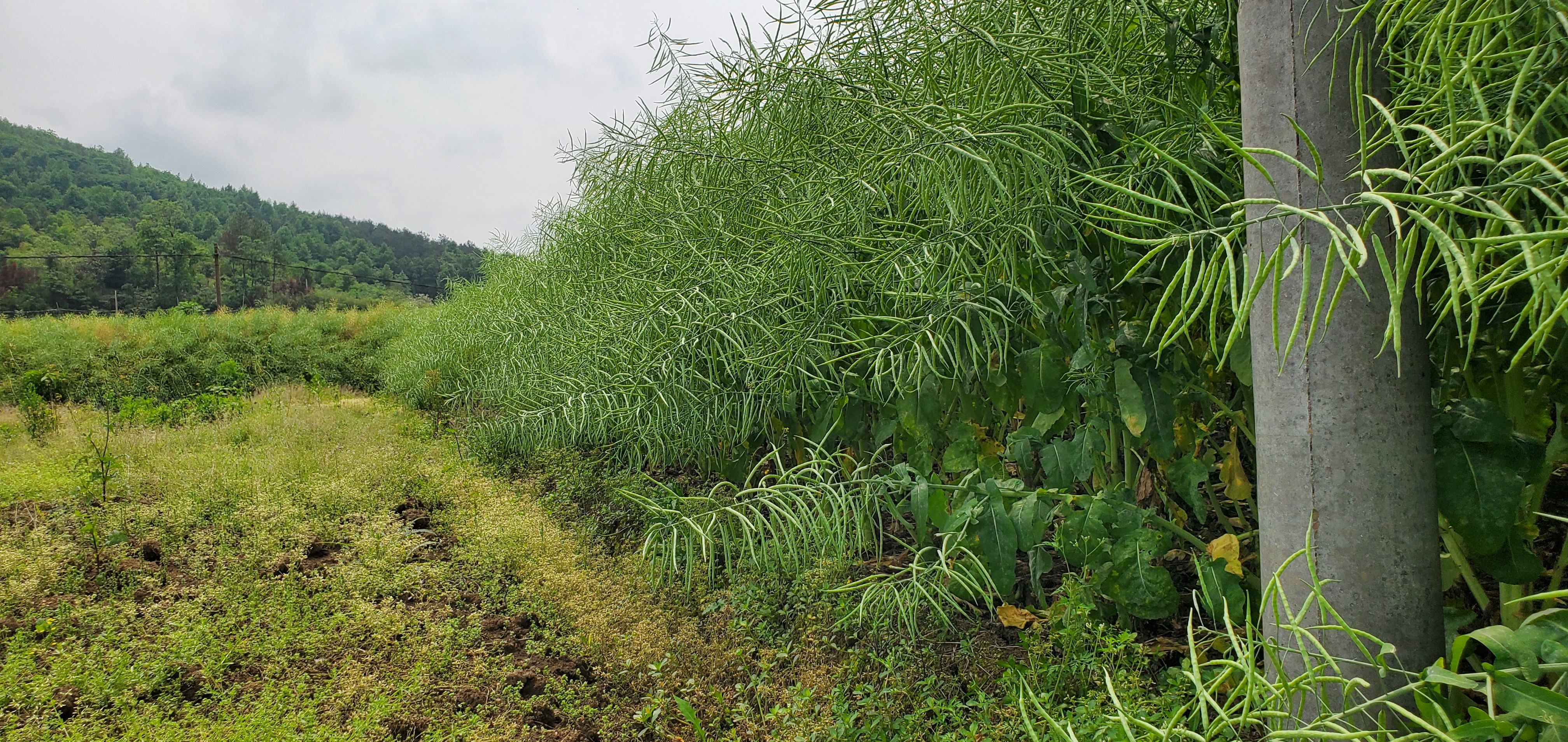 七禾杂交油菜种子新杂油2008矮香油/产量高高抗病矮杆甘蓝型