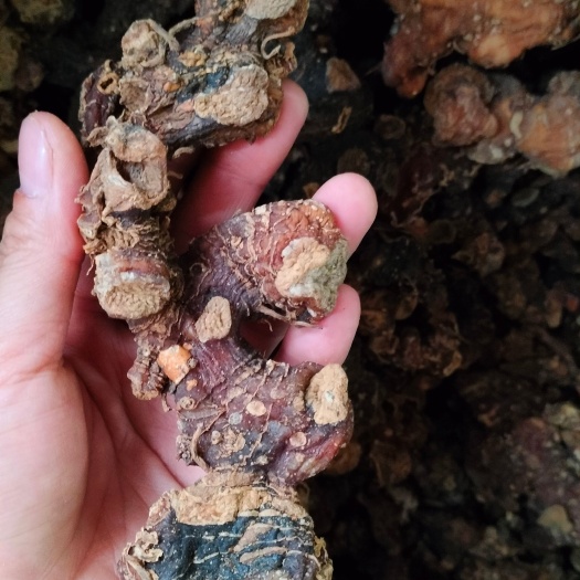 玉林黄精大货源充足