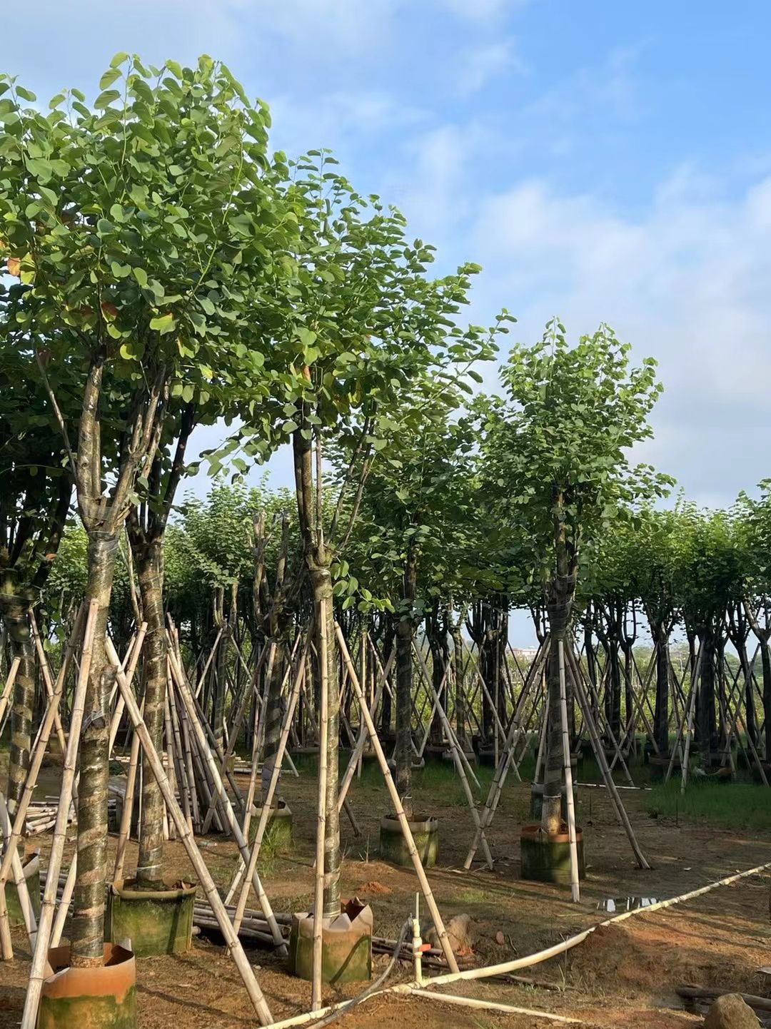 宫粉紫荆