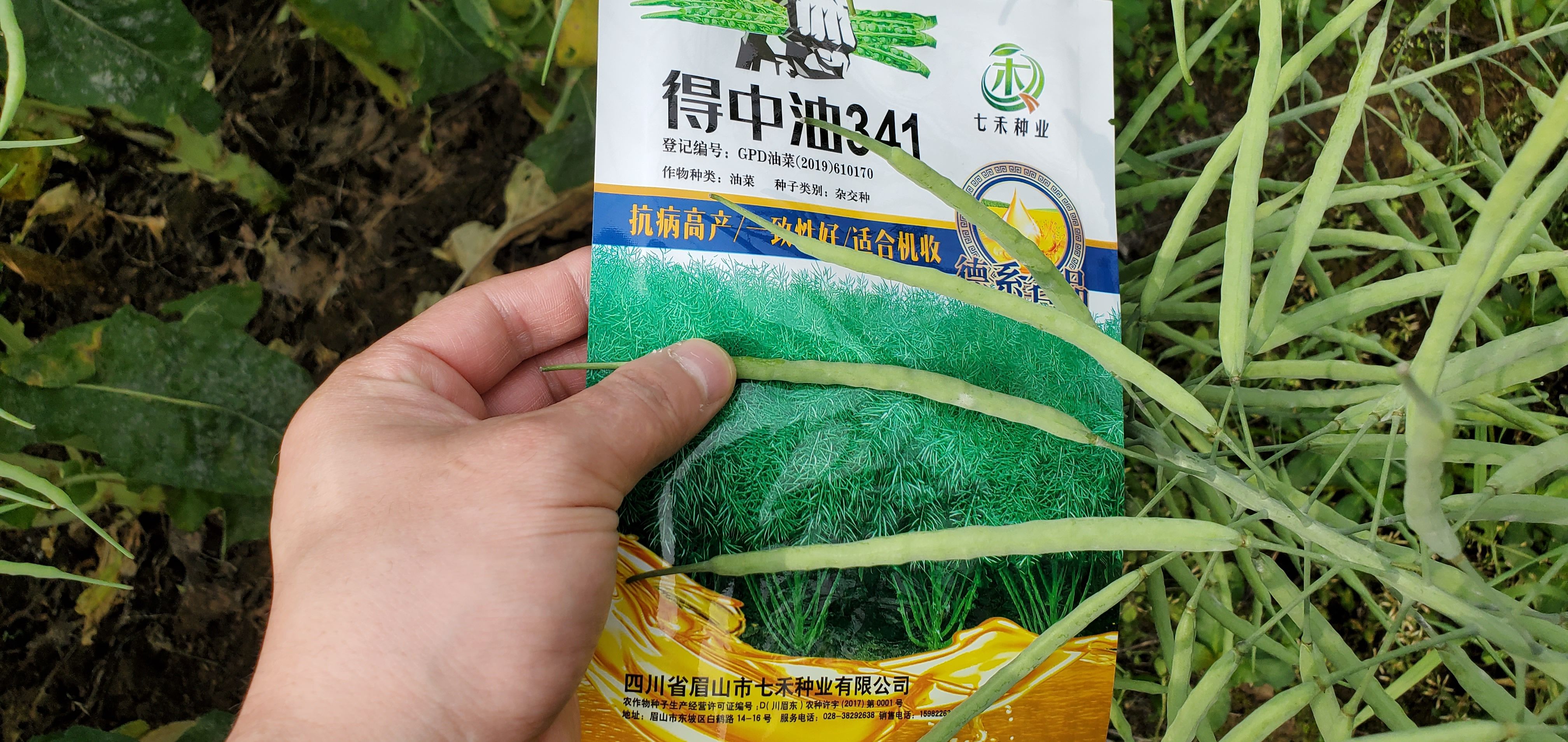 七禾杂交德系油菜种子得中油341/高抗病高出油率产量高