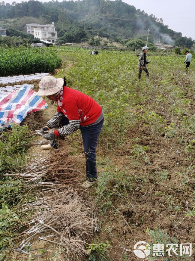 柿饼甜余甘果苗 牛甘果 油甘果 甘甜无渣余甘果中珍品