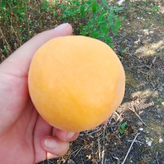 枣阳市黄金蜜桃