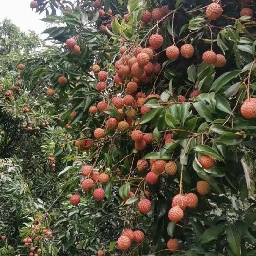 高州市桂味荔枝