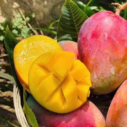 攀枝花苹果芒香甜可口细腻丝滑
