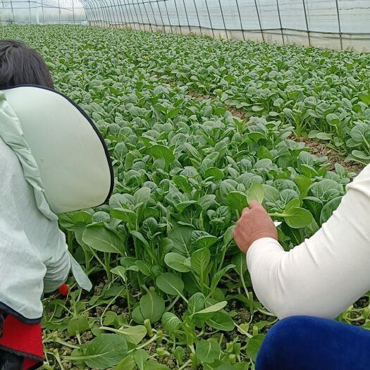 上海菜心