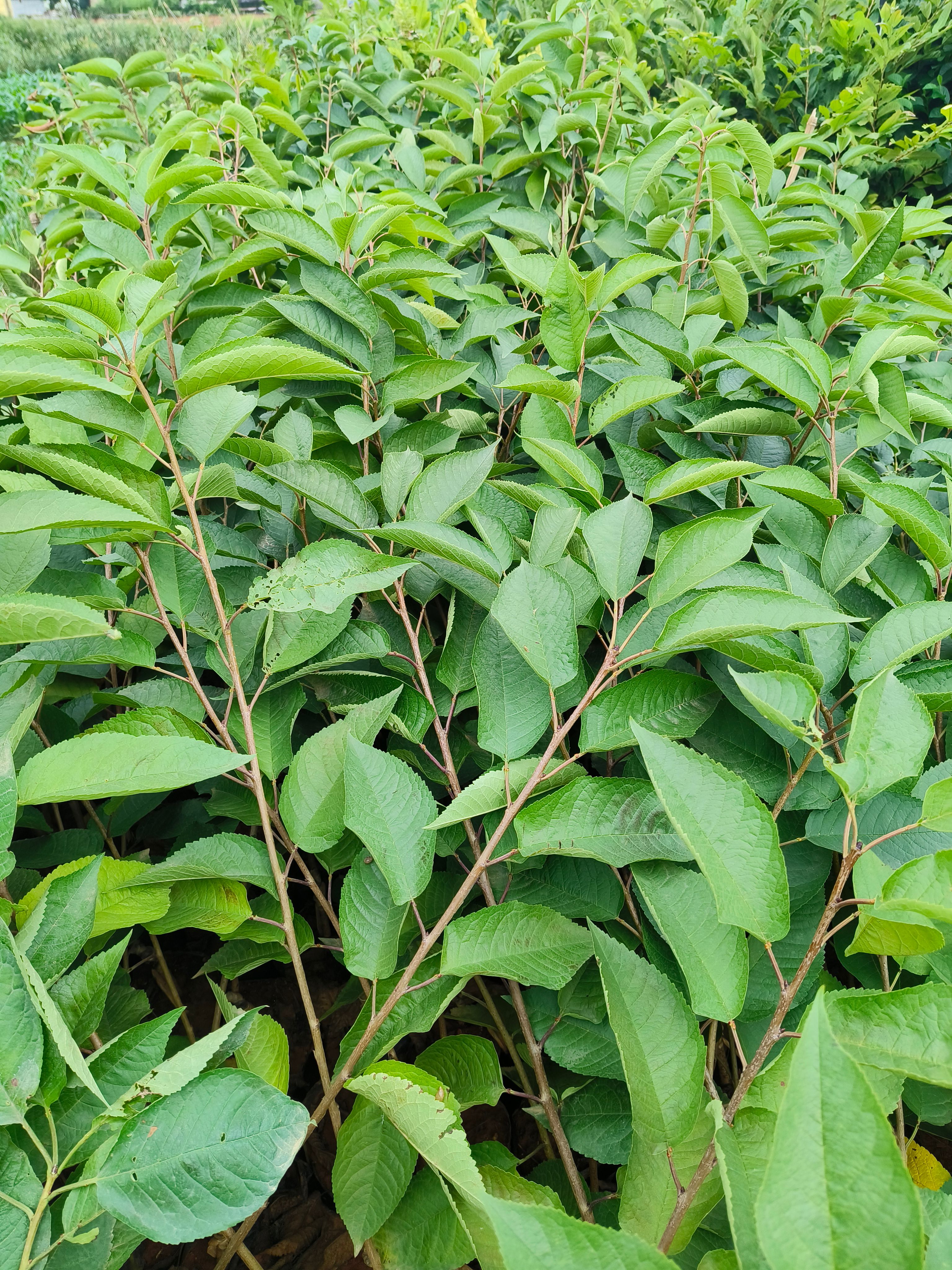 樱桃苗车厘子树苗