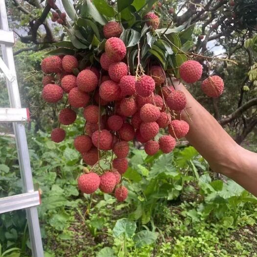 广州大量增城桂味荔枝上市