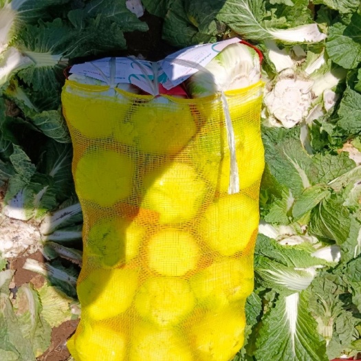 张北县玲珑黄大白菜 河北张家口张北县黄心大白菜