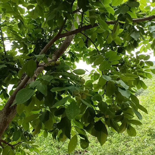 盐源县树河早核桃