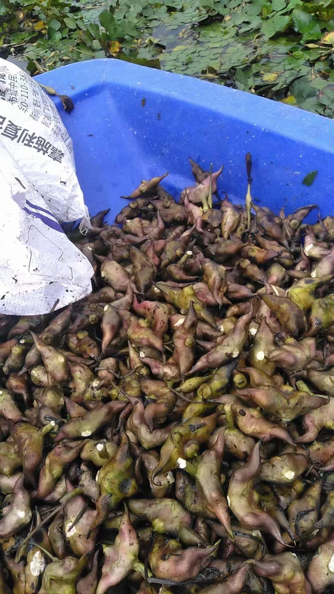 家菱