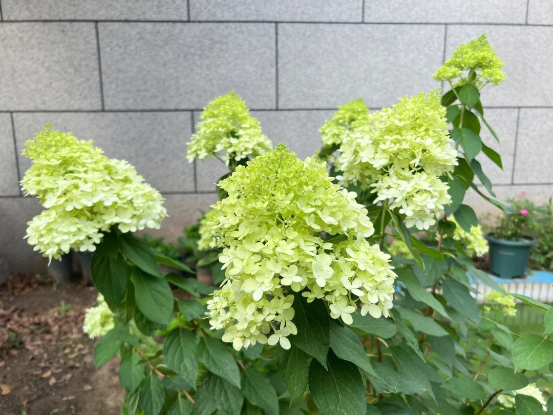 圆锥木绣球-石灰灯