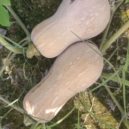 南宁花生南瓜，瓜长20cm左右，口感细腻