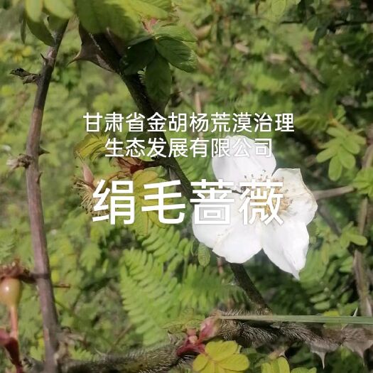 绢毛蔷薇