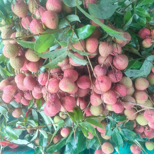 东莞市广东东莞妃子笑 桂味  糯米糍
