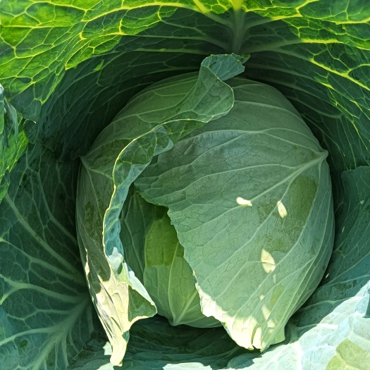新野县产地包菜 卷心菜上市，质量保证货源充足，代发代办一条龙