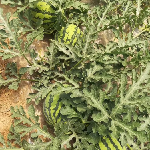 夏县美都头茬无籽西瓜