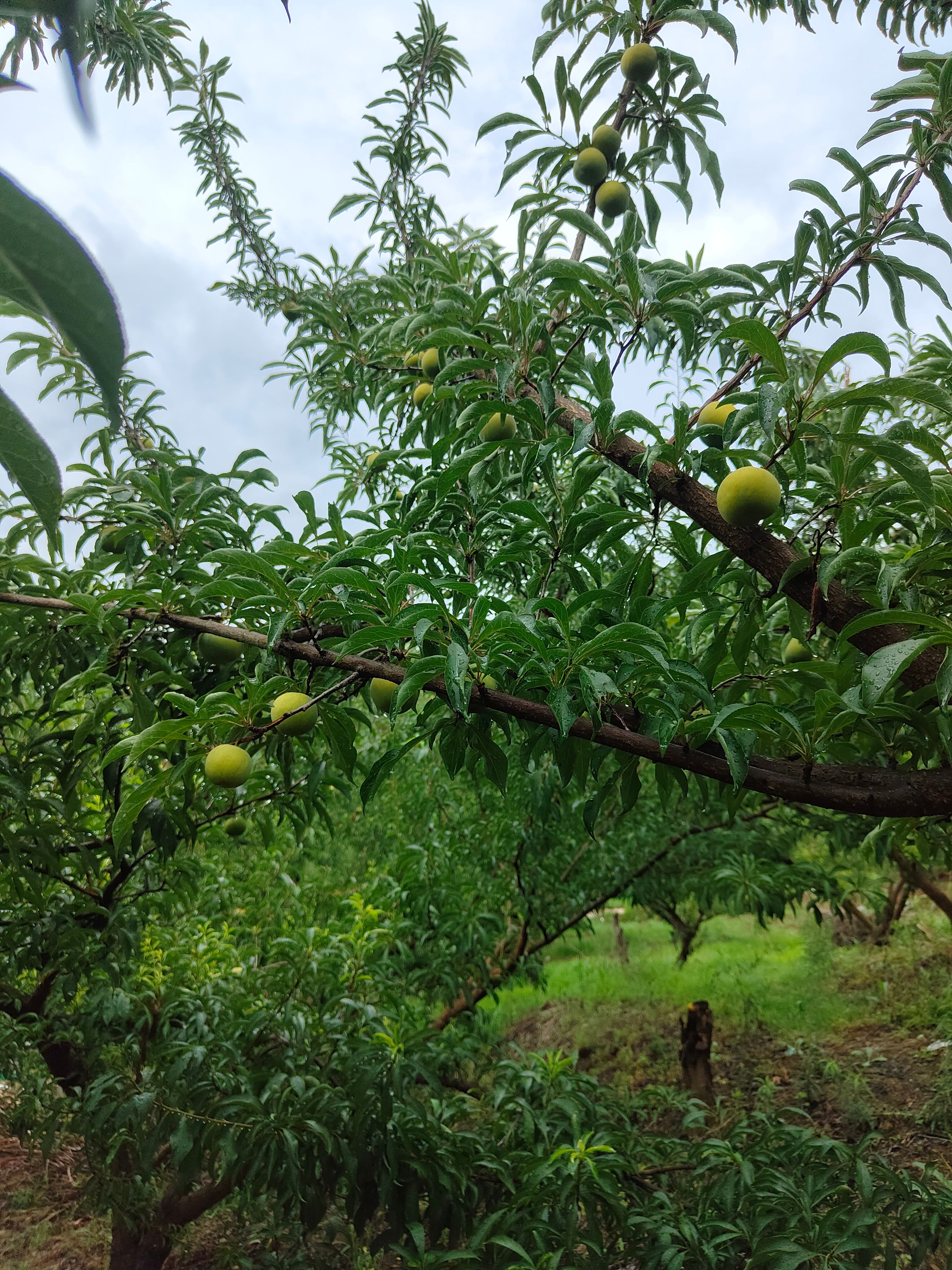 贵州特产蜂糖李
