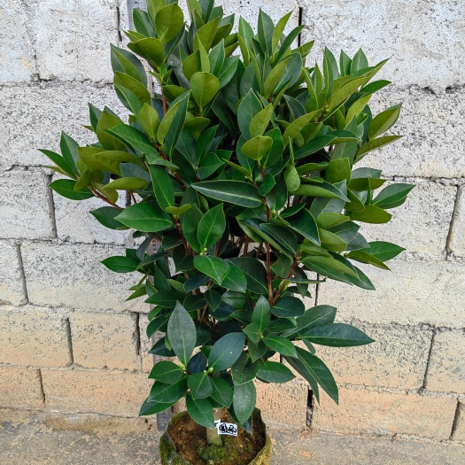 岑溪市四季茶花新品，场地直销，夏日七心，怀金托紫，瑰丽迎夏，文清