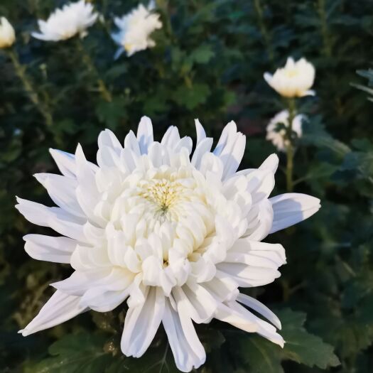 新沂市黄白菊基地直销全国发货白菊