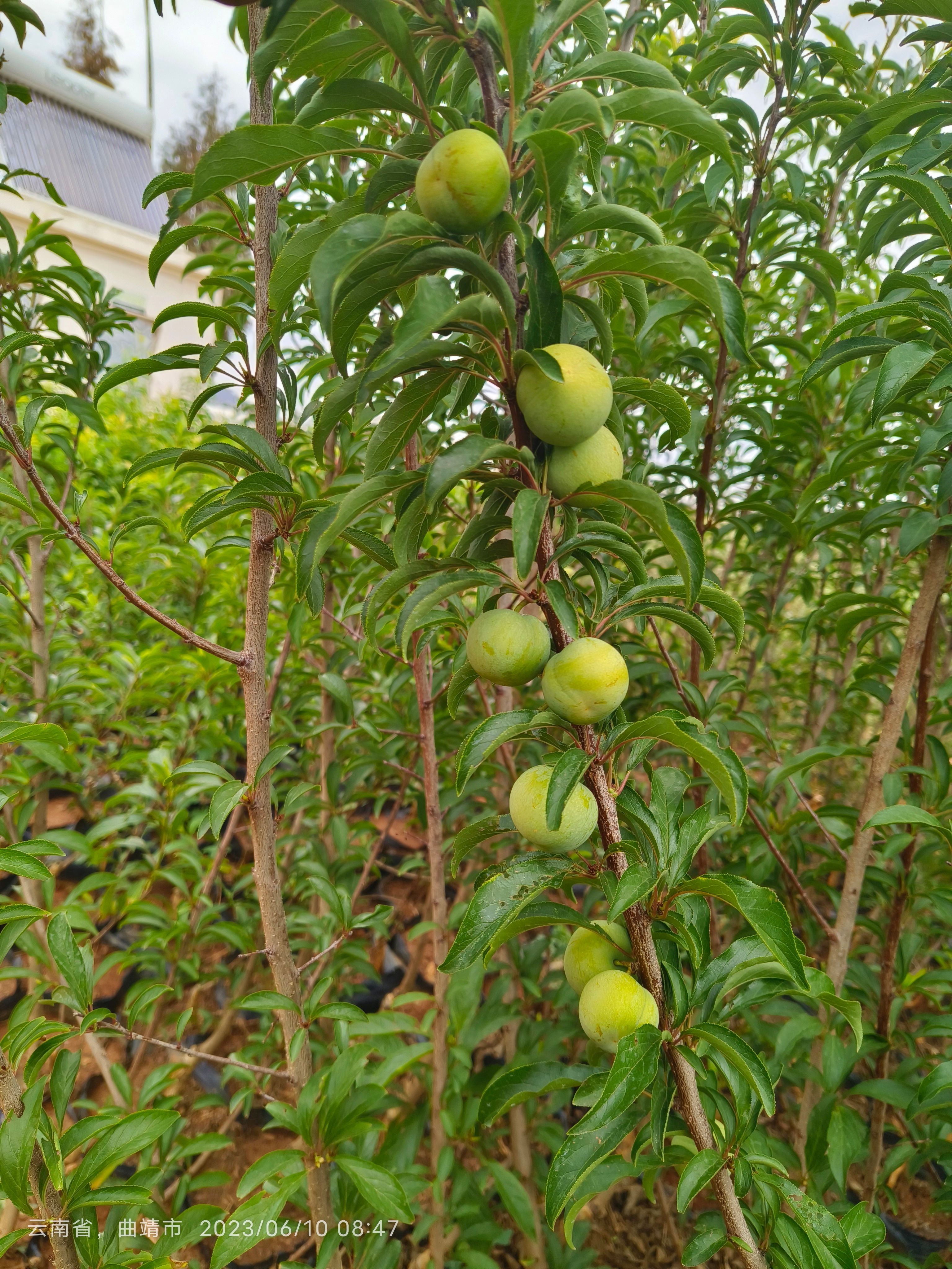 蜂糖李树苗