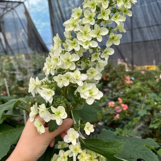 成都栎叶绣球-雪花