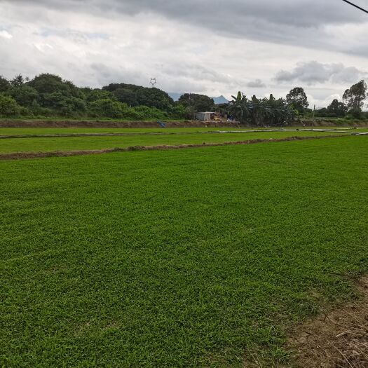 惠东县自产自销大叶油草